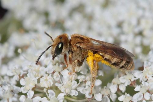 Seladonia subaurata